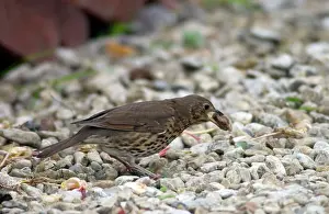 Intelligence: Song Thrush - Juvenile