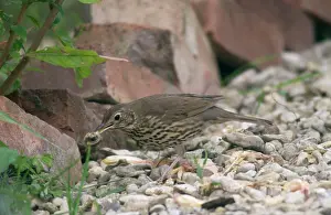 Intelligence: Song Thrush - Juvenile