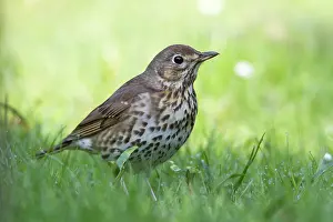 Philomelos: Song Thrush - on lawn