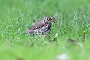 Philomelos: Song Thrush - on lawn collecting nest material