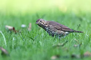 Earthworms: Song Thrush - on lawn listening for earthworms