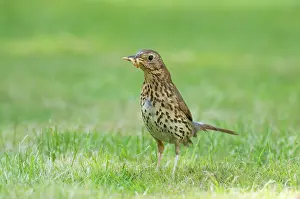 Iliacus: Song Thrush - with meal worms in its beak