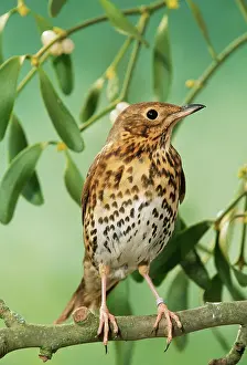 Philomelos: Song THRUSH - in mistletoe