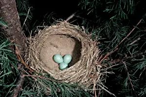 Philomelos: Song Thrush - nest