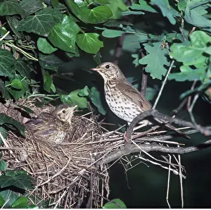Zdenek Tunka: SONG THRUSH - at nest with chick
