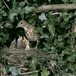 Thrushes: SONG THRUSH - at nest with chicks