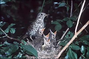 Thrushes: SONG THRUSH - at nest with chicks