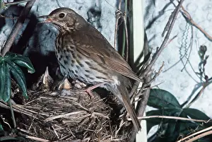 Thrushes: SONG THRUSH - at nest with chicks