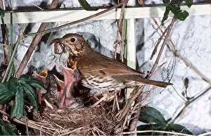 Begging: SONG THRUSH - at nest with young