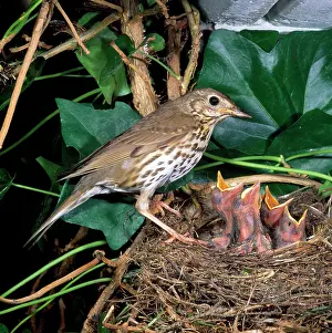 Karin Laub: Song Thrush - at nest with young