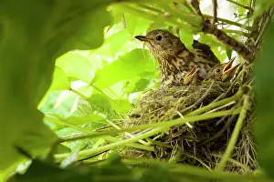 Jake Stephen: Song Thrush on nest with young in ivy plant