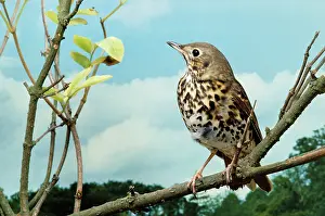 Philomelos: SONG THRUSH - perched on branch