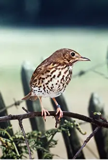 Thrushes: Song THRUSH - perched on branch