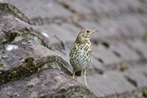 Roofs: Song Thrush - perched on roof tiles