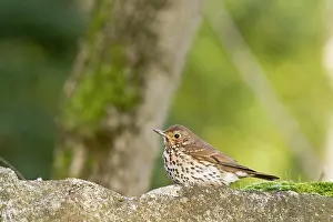 Allariz: Song Thrush perched on a stone Allariz, Galicia, Spain