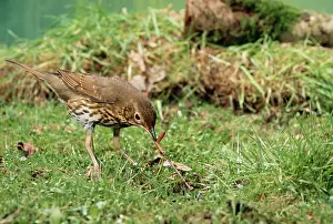 Annelids: Song THRUSH - pulling up worm