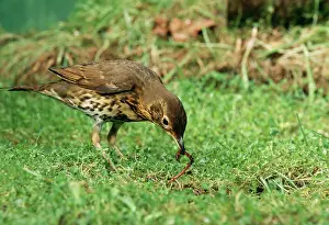 Earthworms: Song THRUSH - pulling up worm