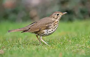 Philomelos: Song THRUSH - Searching for food on lawn