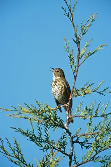 Philomelos: SONG THRUSH - Singing in garden on Leyandii