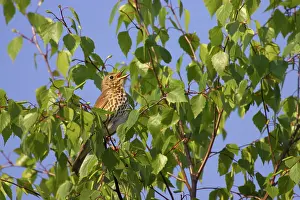 Philomelos: Song Thrush - singing from perch in Birch Tree