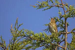 Philomelos: Song Thrush - singing from perch in Leylandii
