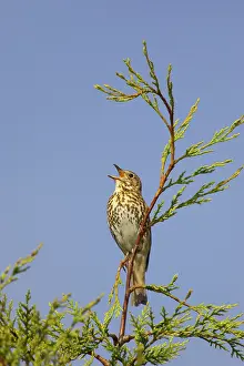 Philomelos: Song Thrush - singing from perch in Leylandii