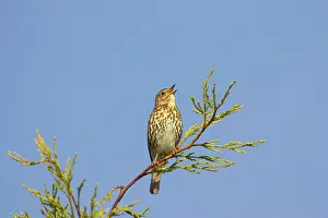 Philomelos: Song Thrush - singing from perch in Leylandii