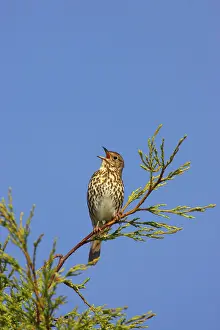 Philomelos: Song Thrush - singing from perch in Leylandii