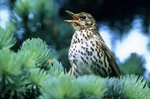 Philomelos: Song THRUSH - Singing in spring time