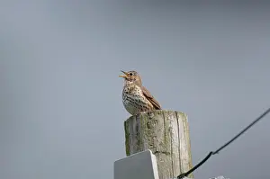 Telegraph: Song Thrush - Singing from telegraph pole