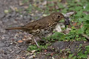 Auckland: Song Thrush - With a snail it had smashed on the