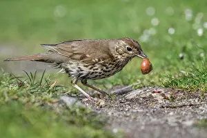 Breaking: Song Thrush - With Snail - UK