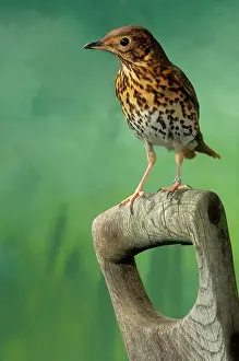 Handles: Song THRUSH - on spade handle