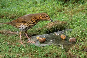 Smashing: Song THRUSH - standing on anvil