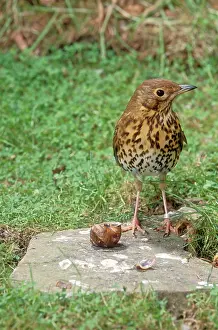 Smashing: Song THRUSH - standing on anvil with snail