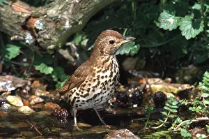 Thrushes: SONG THRUSH - standing in water