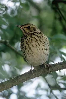 Sambucus: Song thrush (Turdus philomelos)