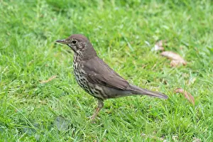 Thrush: Song Thrush (Turdus philomelos), Nelson, South Island