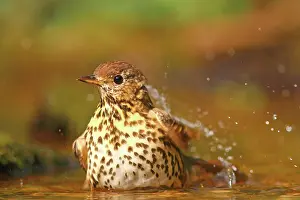 Philomelos: Song thrush (Turdus philomelos) bathes in shallow