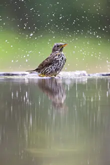 Philomelos: Song Thrush (Turdus philomelos) bathing in a fo