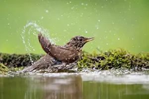 Song: Song thrush (Turdus philomelos) bathing at a waterhole