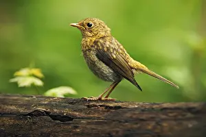 Spots: Song Thrush Turdus philomelos in the nature habitat