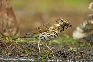 Philomelos: Song Thrush (Turdus philomelos) with nesting ma