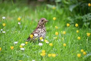 Philomelos: Song thrush (Turdus philomelos) in search of food