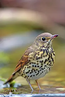 Philomelos: Song thrush (Turdus philomelos) in shallow water