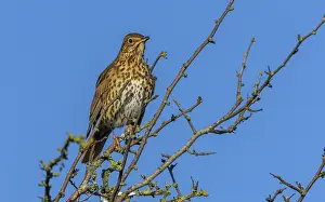 Turdus: Song Thrush, Turdus philomelos, singing in midwi