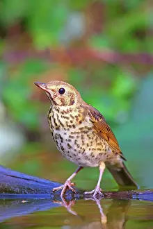310820: Song thrush (Turdus philomelos) sits on a branch