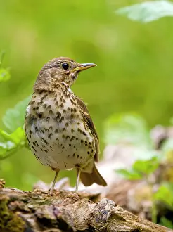 Thrush: Song thrush (Turdus philomelos) sitting on a branch