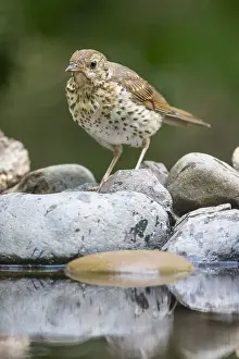 Bekes: Song Thrush (Turdus philomelos) standing on roc