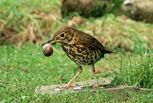 Smashing: Song THRUSH - using anvil to crack open snail shell